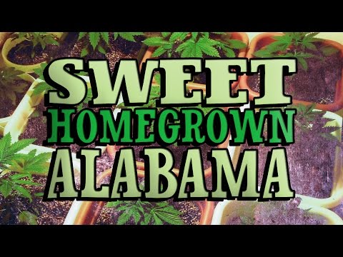 Politician Busted For Growing Pot