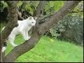 chivu, logan e la gatta chivu, logan e la gatta
