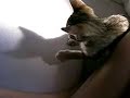 Gatto Gattuso Gatto Gattuso