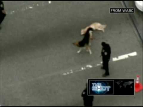 Heroico perro protege a su madre herida en una autopista de Nueva York