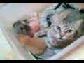 gatitos lindos
