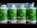 Peluang Usaha dan Bisnis Melilea