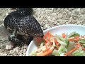 sleepy lizard(Tiliqua rugosus aspera) in Taiwan