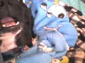 Kittie buldog frances2