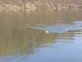 catfishing tips big channel catfish planer bobber 4-20-08
