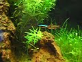 Nano plantado 