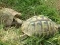 Les Tortues sont ma grande passion ! - Passion-tortue.com