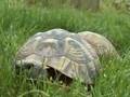 Les Tortues sont ma grande passion ! - Passion-tortue.com