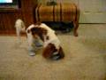 videos de Dogbook Movie: Tucker and His Blue Socks Part 1
