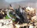 カブト虫がんばる!