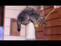 ニコンD90で子猫を撮ってみた♪ HD