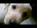 Bruno Journey.......