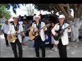 Los higuere�os en higueras de zaragoza, mochis, sinaloa