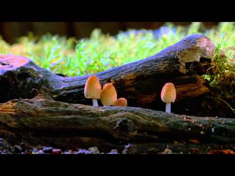 Fantastic Fungi: The Spirit of Good