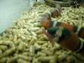 videos de Ringo and Shelia Munch down pinkies video 3
