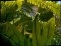 The Sound Audio: Bassnectar Video: VJ Culture