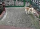 AKI crazy for his ball (Akita Inu)