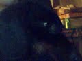 Missy