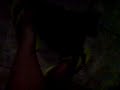 Cat video