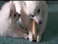 American Eskimo Dog Frosty and Shimmer in \"Get It!\"