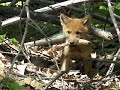Wild Coyote Pups