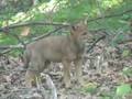Wild Coyote Pups