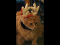 Funny Dogs and Cats #2