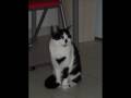 le chat par pow wow