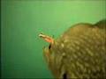 Pivot Point Crappie