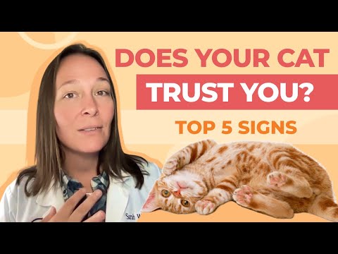 Top 5 Signs Your Cat Trusts You (According to a Vet) - YouTube