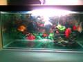 Ranchu Mixed