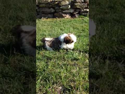 Little Liam loves to play ball!