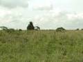 videos de KEN_Giraffe_NairoNatlPark3.AVI