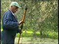 Raccolta Olive Automatizzata con Oliviero