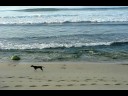Apa Villa Beach - Passing