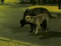 3 cães na noite calma de carcavelos 3 cães na noite calma de carcavelos