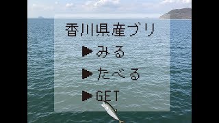 香川県産ブリ