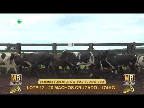 534� LEIL�O VIRTUAL MB LEIL�ES