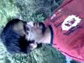 fun at pir sohawa part 1 fun at pir sohawa part 1
