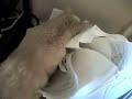 Cat as Paper Shredder