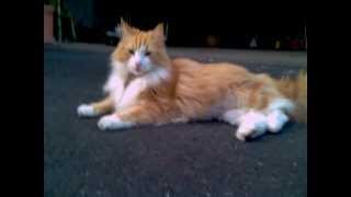 Cool Oscar, red norwegian forest cat