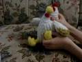 The Life of Flightless Bird Show - The Interview