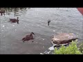 Feeding Ducks in Newfoundland