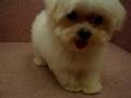 07/21 瑪爾濟斯 Maltese-母幼犬號-日新犬舍