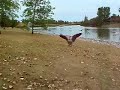 Goslings are flying!