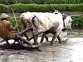 Ploughman working on a sawah