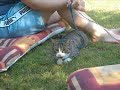Ninja, min nya kattunge! Ninja, min nya kattunge!