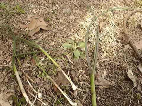 how to replant wild onions