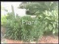 Growing people- The Amaryllis Principle Growing people- The Amaryllis Principle
