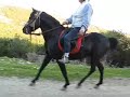 Oscar Black Stallion - 2007 - Farm atlasthome - �sotos206